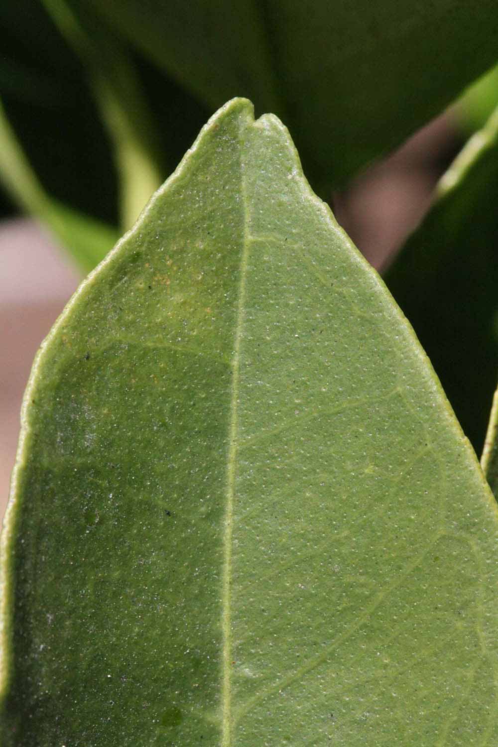              Margin (Riverside, CA)       